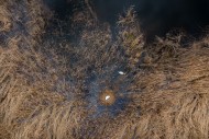 Aerial view over mute swan (C...
