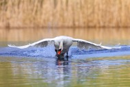 Mute swan (Cygnus olor) adult...