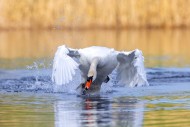 Mute swan (Cygnus olor) adult...