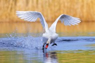 Mute swan (Cygnus olor) adult...