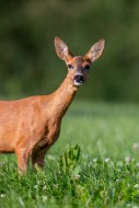 European roe deer (Capreolus ...