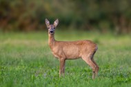 European roe deer (Capreolus ...