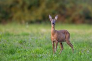 European roe deer (Capreolus ...