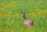 European roe deer (Capreolus ...