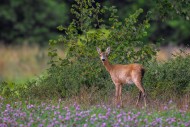 European roe deer (Capreolus ...
