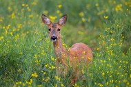 European roe deer (Capreolus ...