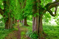 Woman strolling in an avenue ...
