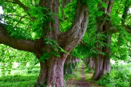 Avenue of very old horse ches...