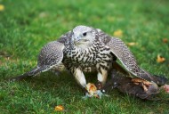 young Saker Falcon (Falco che...
