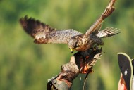 Gyrfalcon (Falco rusticolus) ...