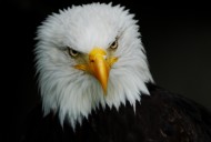 Bald Eagle (Haliaeetus leucoc...