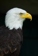 Bald Eagle (Haliaeetus leucoc...