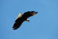flying Bald Eagle (Haliaeetus...