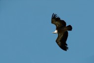 flying Griffon Vulture (Gyps ...