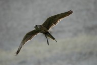 flying Saker Falcon (Falco ch...