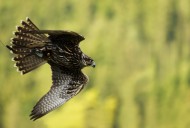 flying Saker Falcon (Falco ch...