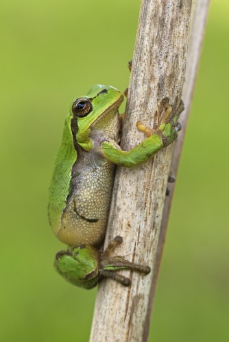 European tree frog (Hyla arborea / Rana arborea) climbing on stalk of ...